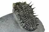 Super Spiny Drotops Armatus Trilobite - Morocco #381563-4